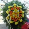 primula 13